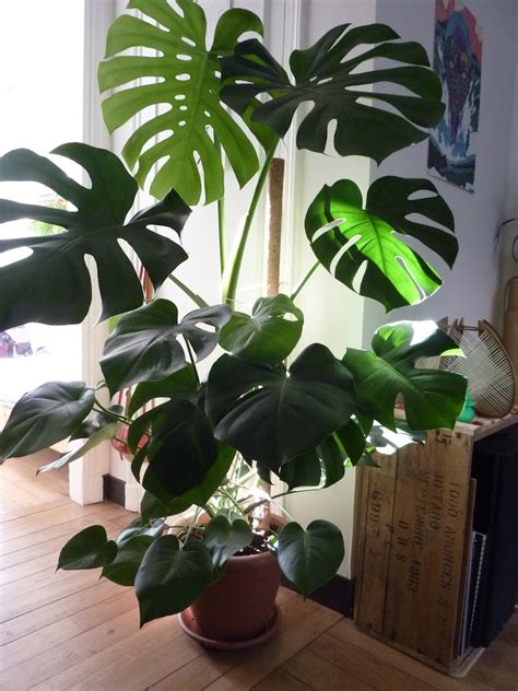 If you enjoy rare and common tropical plants that grow indoor and outdoors, this channel may be for you! Philodendron monstera | Solanacee | Flickr
