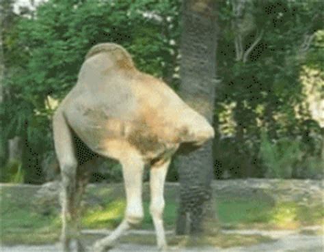 Doctors say those who find the camel will be far from developing alzheimer's. Camel GIF - Find & Share on GIPHY
