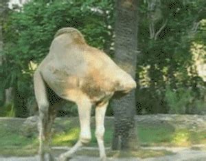 It stores food in its hump. Headless Camel