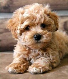 In july, the first one was approved for general use — a vaccine for ebola, also made by johnson. Cute fluffy little dog | Pets, Cute animals, Puppies