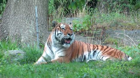 Less than 400 of the estimated 5,000 to 7,000 captive tigers in the u.s. Seven more big cats tested Covid-19 Positive in Bronx Zoo