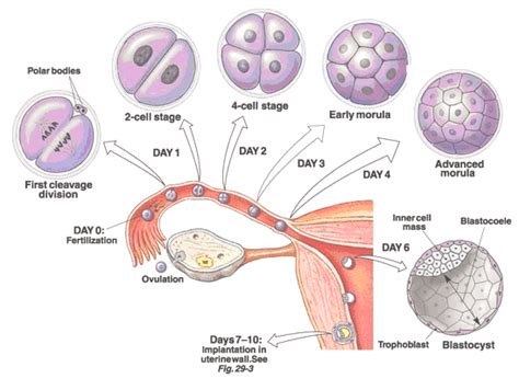 Jika dilihat dari tahapannya, proses spermatogenesis dibagi menjadi tiga tahapan : Fase Pembentukan Zigot : Pengertian, Proses dan Urutannya ...