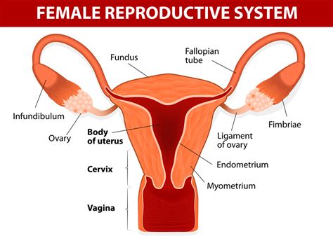 4,376 female private parts products are offered for sale by suppliers on alibaba.com, of which other feminine hygiene products accounts for 4%, wet wipes accounts for 1%, and. Everything You Need To Know About Endometrial Ablation ...