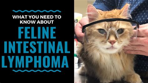 Following up on the last 3 videos on cat lymphoma, in this video, dr sue breaks down the chemotherapy protocols for lymphoma in more detail, including ✔. What You Need To Know About Feline Intestinal Lymphoma ...