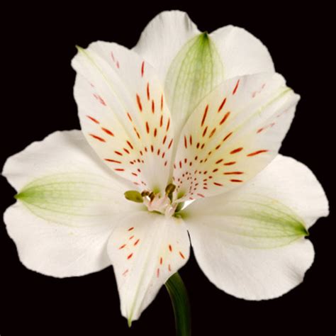 Maybe you would like to learn more about one of these? Alstromeria - White - $20.00 : Wholesale Wedding and Event ...