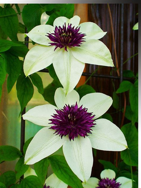 It is known as the queen of climbers in the garden world for its ability to add color to plain structures likes walls and fences by growing. Clematis Pruning | Alton Greenhouses & Garden Centre