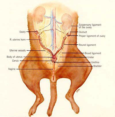 The ovaries are the organs that are responsible and female dog anatomy aims. Spay+anatomy.JPG (400×406) | Dog anatomy, Cat anatomy ...