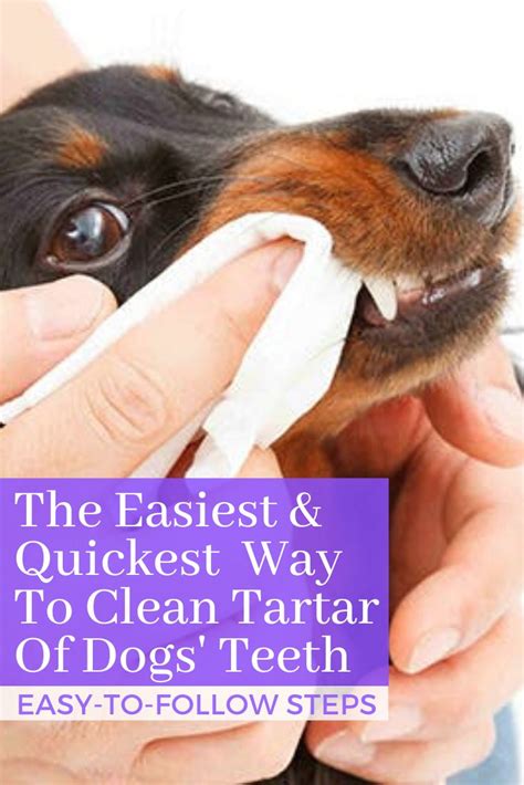 Cleaning dogs teeth really cannot be neglected. The Best Ways to Clean Tartar Off Dog's Teeth in 2020 ...