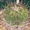 The cactus community on reddit. PlantFiles Pictures: Echinocactus Species, Biznaga Gigante ...