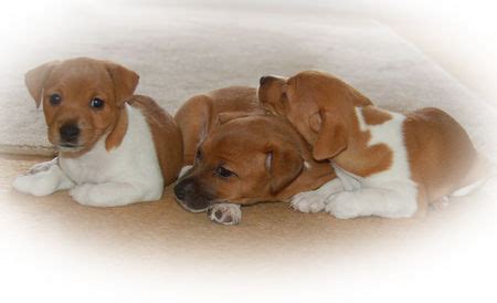 Verkäufer aus dem ausland können ihnen artikel regulär über einen internationalen versandservice zuschicken. Plummer-Terrier Foto 38949 - hundund.de