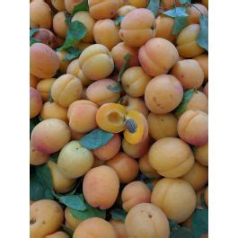 Maybe you would like to learn more about one of these? Chinese (Mormon) Apricot Tree » Store » Tomorrow's Harvest ...