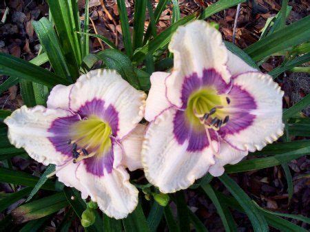 Free shipping on all orders over $80!!! Karelia Daylily | Day lilies, Daylily garden, Daylilies