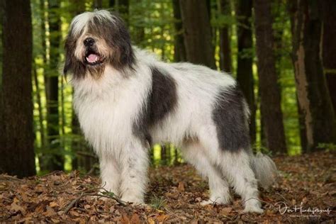 Find the best responsible breeders near you. Romanian Mioritic Shepherd Dog Dog Breed Information | Akc ...