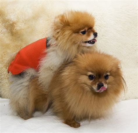 See more of persian cats on facebook. Can Diapers Prevent Male Dogs From Mating? | Dog Care ...