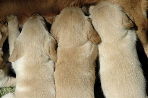 I do not recommend waiting for the last opportunity to take the sat. How long does a dog take to deliver puppies - NISHIOHMIYA ...