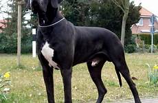 great american dane european danes gentle giant dogs dog