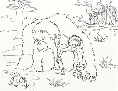 Orangutan coloring page for kids. Orangutan Coloring Page - Coloring Home