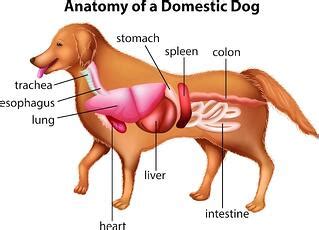 The causes of abdominal enlargement in dogs can be various. Bloat in Dogs: What It Is, the Symptoms, and Treatment