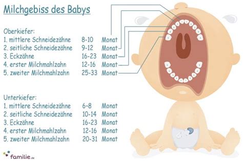 Wann beginnt es zu krabbeln? Milchgebiss: Wann kommen Babys Zähne? | Baby zähne, Zähne ...