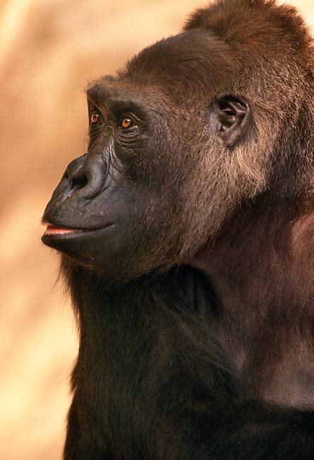 The circuit paul ricard is a racing circuit just outside of le castellet, france. gorilla - Animal Stock Photos - Kimballstock