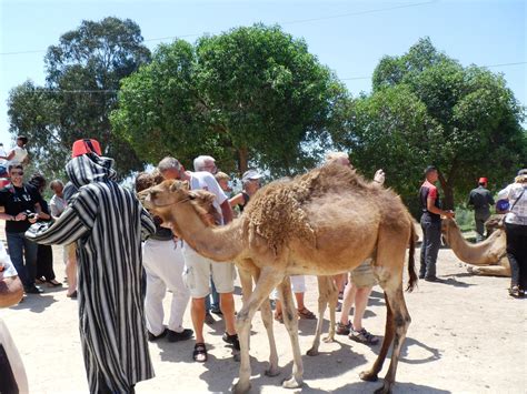 Ride camel and enjoy trekking along the seaside of agadir on 2 hours camel trek. Pin on B Animals