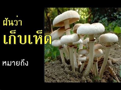 2549 เวลา ออก 01/09/50 3*1 44 ทำนายฝัน - ฝันว่าเก็บเห็ด พร้อมเลขเด็ด