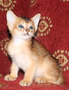 Valkyrie is an amazing kitty. Abyssinian Kittens for sale Dallas TX Southern CA Kitten