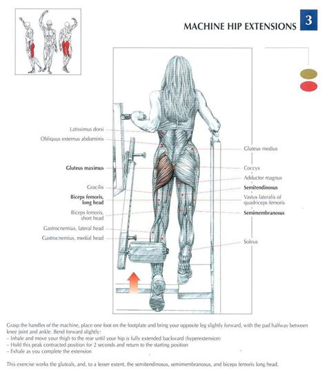 Deadlifts and squats are both amazing exercises that cause significant glute growth. Pin on fitness tips and tricks