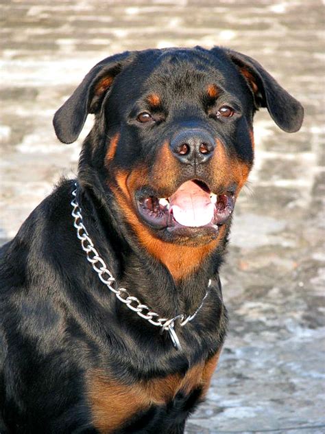 Info favorite share fullscreen detach comments (0). rottweiler information facts