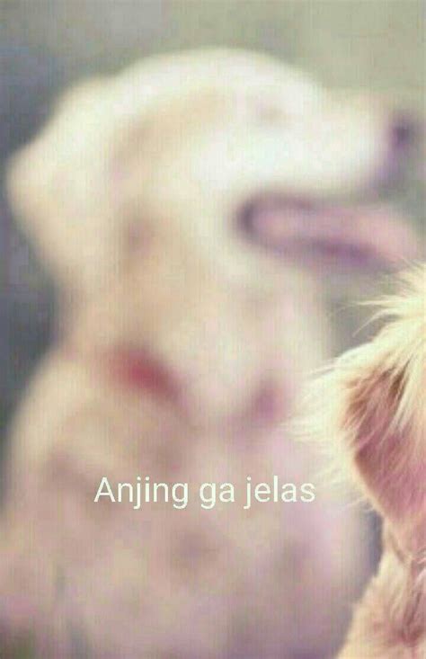  Foto Meme Receh Anjing | Guyonreceh