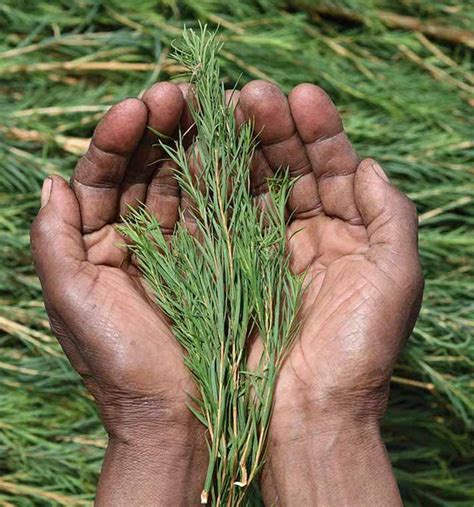 Çay ağacı yağı, avustralya'da yetişen melaleuca alternifolia bitkisinden elde edilir ve en az 100 yıllık bir geçmişe sahiptir. Çay Ağacı Yağının Hiç bilmediğiniz Faydaları - Sağlık ...