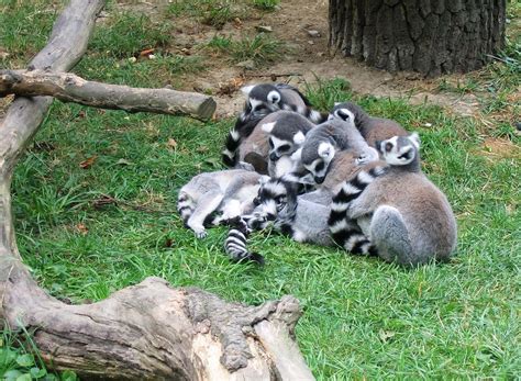 Kedi ve köpek maması, kuş ve balık yemi. ZOO Zlín - Lešná - otevírací doba, vstupné, ubytování ...