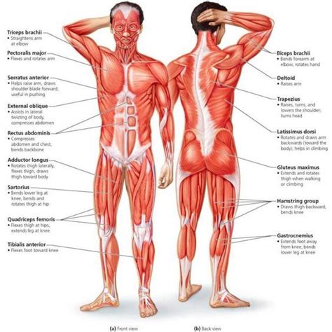 Front and back lunges exercise guide with instructions, demonstration, calories burned and muscles worked. Pin on Muscles anatomy