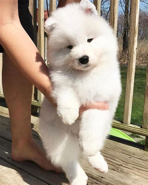 Find samoyed puppies and breeders in your area and helpful samoyed information. Samoyed, Clean indoor AKC samoyed puppies ready, Dogs, for ...