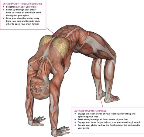 Maybe you would like to learn more about one of these? An overview of… Wheel Pose (Urdhva Dhanurasana ...