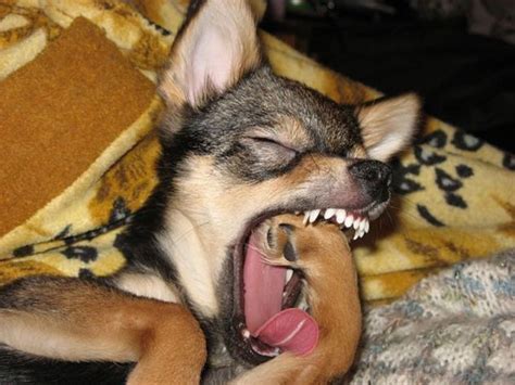 Currently parent of three adopted cats and one small mutt. Dog Foot in Mouth - 1Funny.com