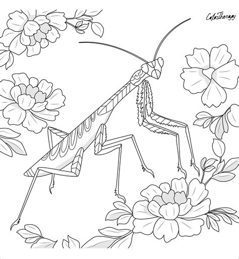 Download and print your favorite today! Download free Printable Praying Mantis Coloring Page ...