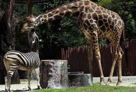 Di sini, kita akan menemukan ribuan satwa sekaligus hutan mini dengan berbagai jenis lalu di beberapa area khusus di dalam kebun binatang ini, akan kita temukan juga beberapa hewan langka seperti harimau sumatera, harimau putih, dan. Tempat Wisata Anak di Surabaya Terbaru 2019 Paling Asyik