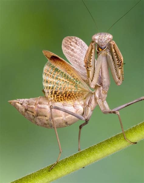 Little did we all know that praying mantises used those reverent arms to capture prey and become the 'preying' mantis. Defensive Posture - | Praying mantis, Rainforest insects ...