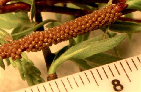 A host plant is the plant that caterpillars need to eat. TYWKIWDBI ("Tai-Wiki-Widbee"): The Mourning Cloak ...