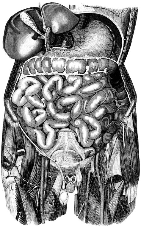 Related posts of anatomy of outer ear diagram. Vintage Anatomy Drawings Black and White Abdomen | Anatomy ...