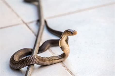 Jika kamu melihat ular hitam mati yang mengambang di air, ini berarti seseorang akan memberi kamu nasihat yang baik di masa depan. Jangan Sepelekan Arti Mimpi Perihal Ular, Melihat Kobra ...