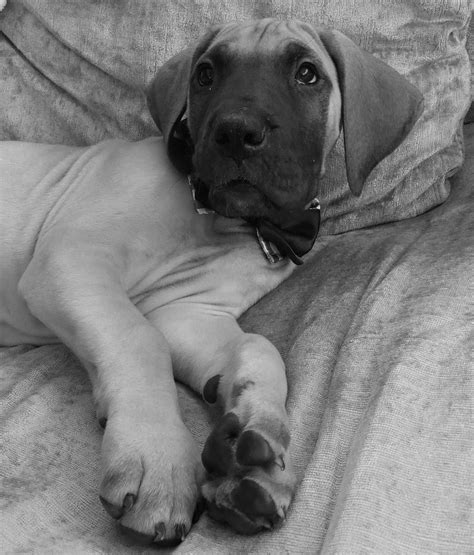 See more of great dane rescue of north texas, inc. 9 WEEK OLD FAWN GREAT DANE PUPPY | Great dane, Great dane dogs