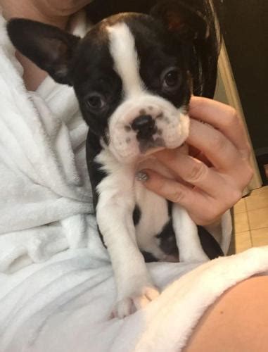 She comes with a 1 year health. Boston Terrier puppy for Sale in Silver Lake, Wisconsin Classified | AmericanListed.com