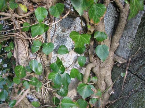 Das ist bei vergiftung mit efeu zu tun efeu auch als zimmerpflanze giftig. Efeu, Hedera helix