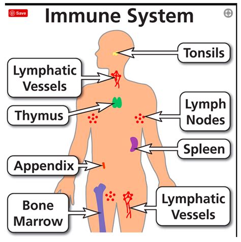 The body's ability to resist pathogens and disease is called ____. G8 Immunity & Reproduction - The!Mad!Scientist!