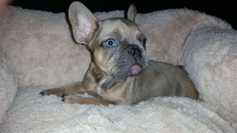Up to date on shots and dewormer, is vet checked. French Bulldog Colors - Dream Valley Frenchies