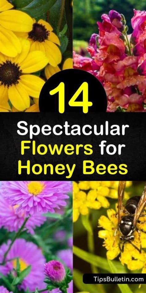 These flower very useful for beekeepers in cambodia. 14 Spectacular Flowers for Honey Bees | Honey bee flowers ...