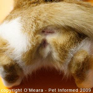 The increased vocalization is the hallmark sign of a heat cycle in a cat. Female Cat in Heat - signs, symptoms and behavioral ...