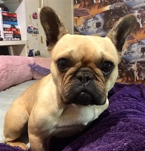 Our dogs are very much part of our family and we enjoy working closely with our new families and find this to a important role in breeding. Wilma - 3 year old female French Bulldog dog for adoption